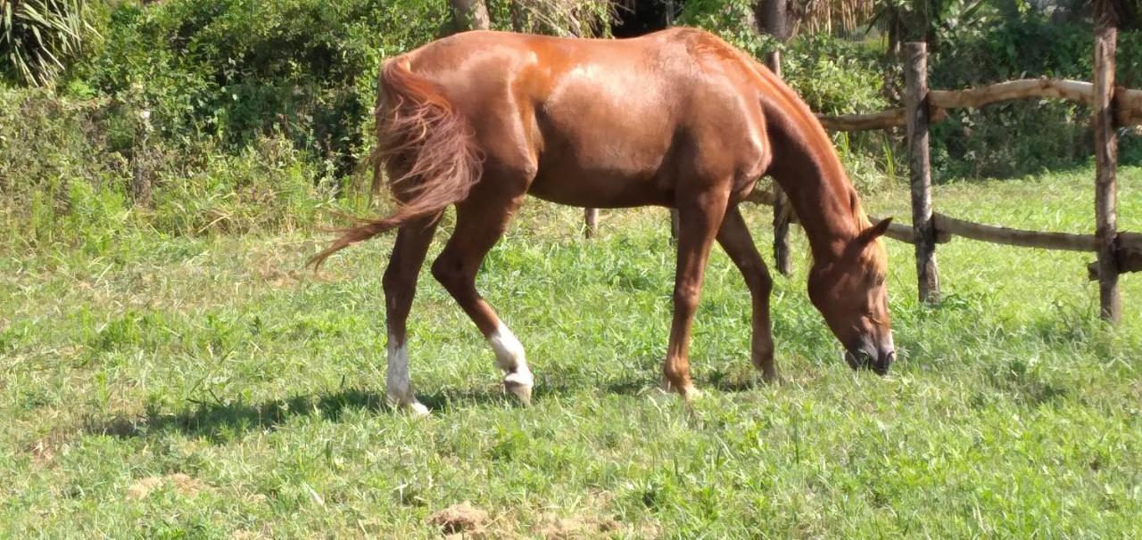 B&B Tenuta San Michele Capaccio Εξωτερικό φωτογραφία